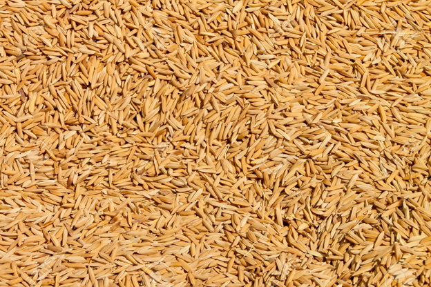 rice seed market