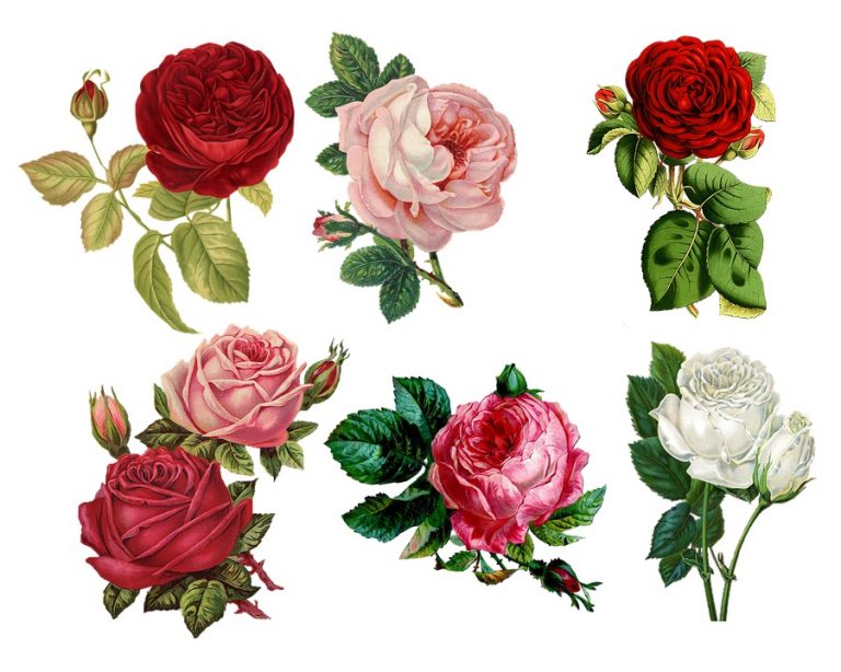 4 Super Valentine’s Day Flower Ideas