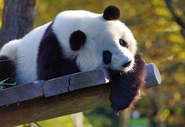 giant pandas in china