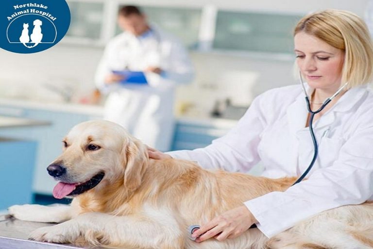 Conceptual Analyzation in Using Vet Care