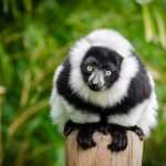 big island of Madagascar