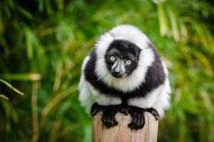 Interesting activities to do in the big island of Madagascar