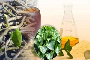 Giloy Ayurvedic Plant – Why You Should Consider Using This Herb For Diabetes