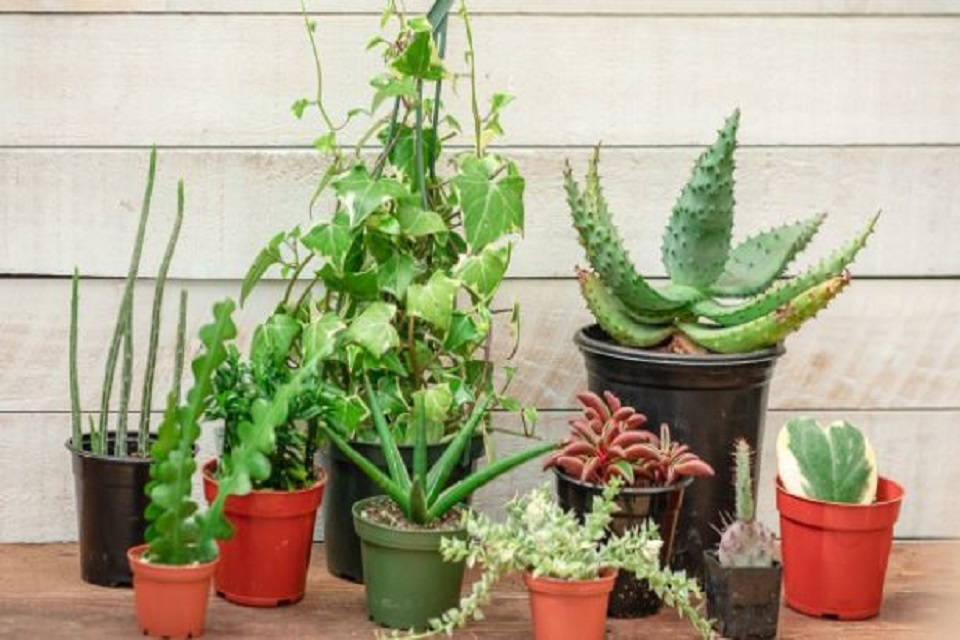 Demanding Houseplants