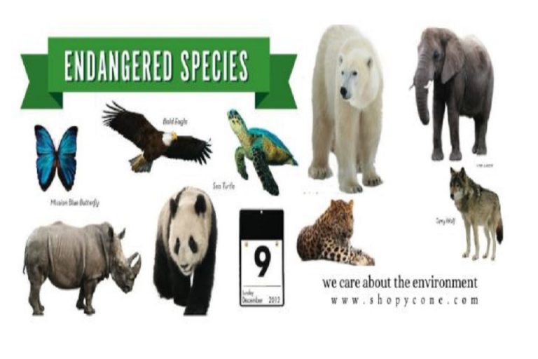 Top 6 Endangered Animal species in the world