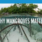Mangroves Matters