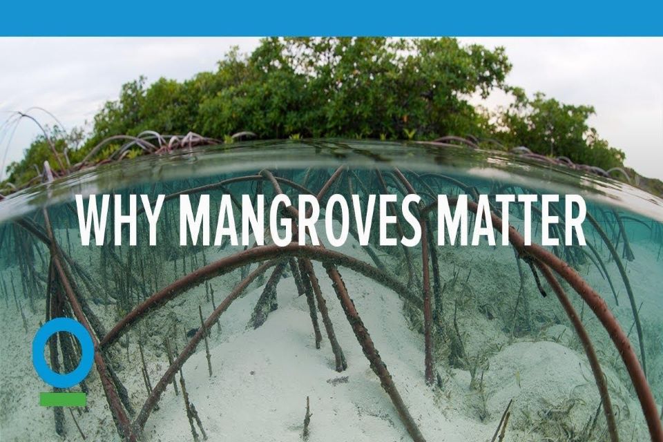 Mangroves Matters