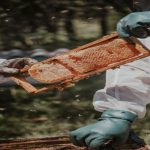 bee removal company