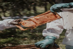 Hire A Professional Bee Removal Company