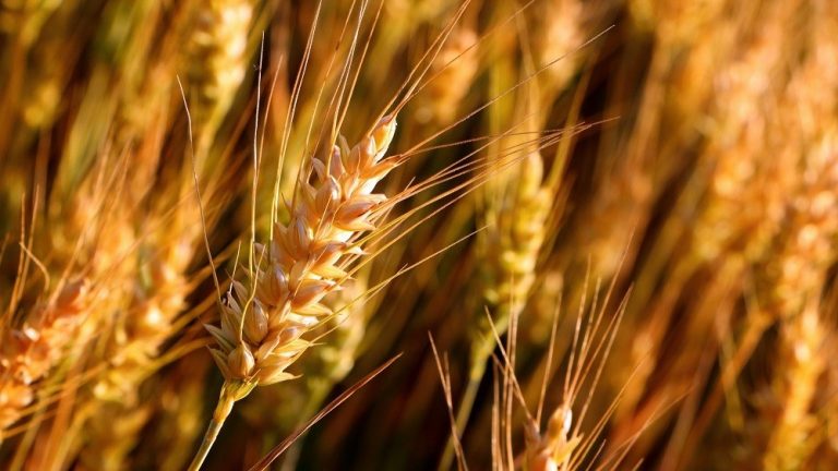 Wheat Cultivation in India – Varieties, Care and Yield