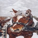 horse safe in winter