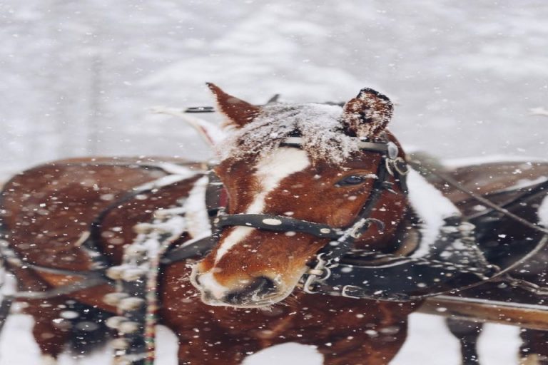 How To Keep Your Horse Safe In Winter