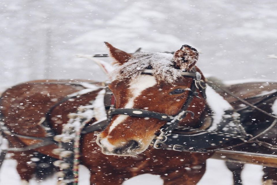 horse safe in winter