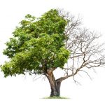 Best Trees Disease Treatment