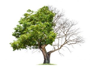 Identification and Treatment of Common Trees Diseases