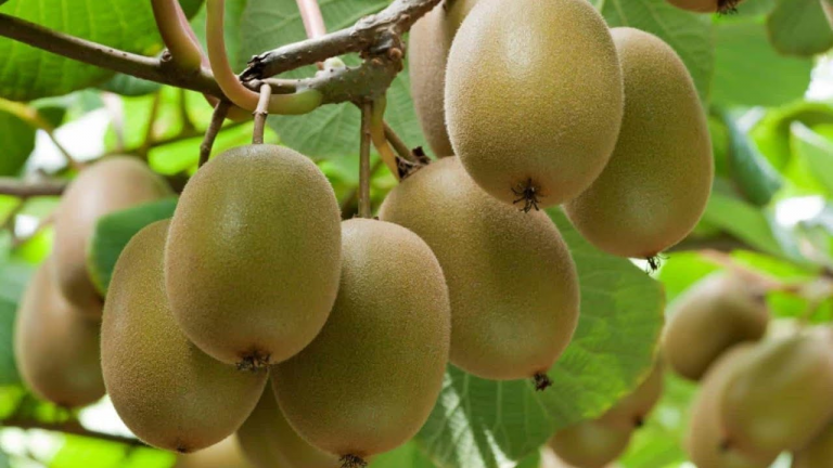 Top Health Benefits with Nutritional Value of Kiwi Fruit