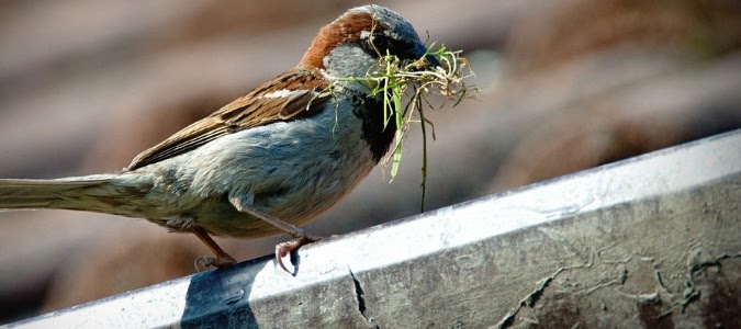 How To Keep Gutters Free Of Nesting Birds