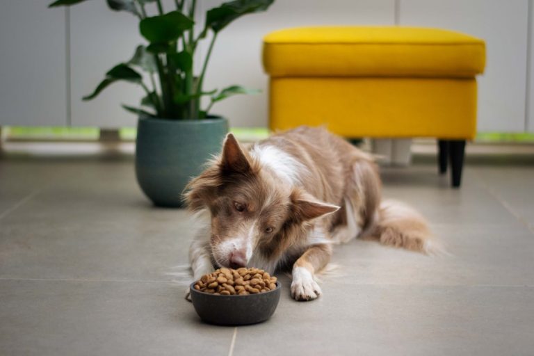 What Makes Raw Dog Food So Special