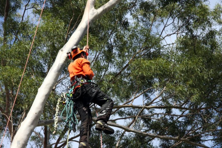 What Do The Tree Lopping Professionals Do?