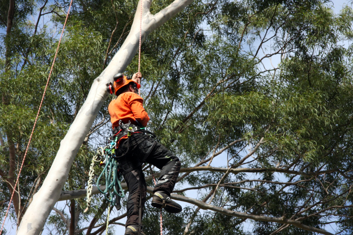 Tree loppers near me