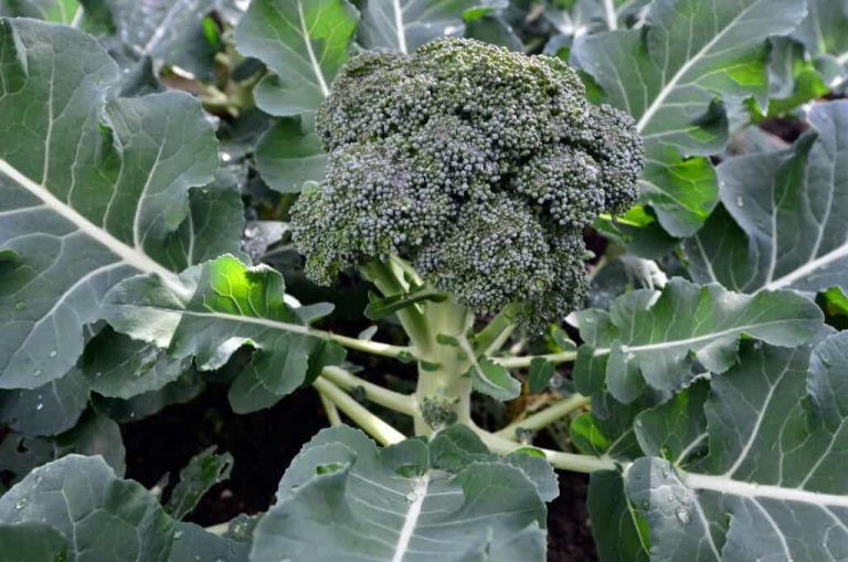 Beneficial Broccoli Farming In India With Guidance