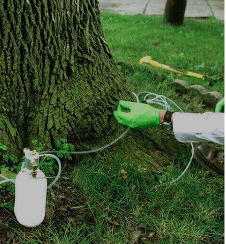 Tree Healthcare & Tree Management Solution in 2021