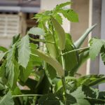ladies finger farming