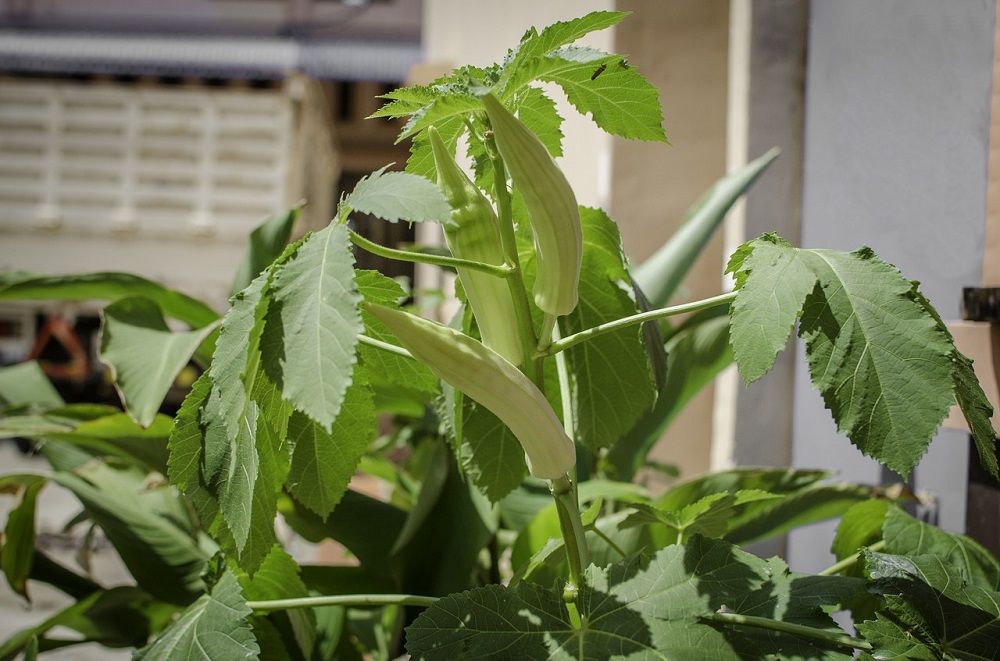 ladies finger farming