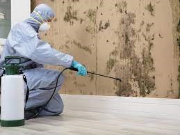 Professional Mold Removal – Hire a Professional For Remediation