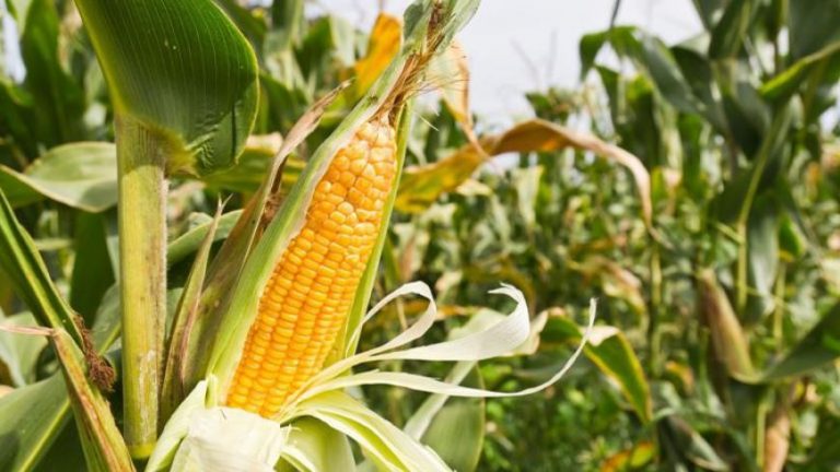 Maize Farming (Corn) in India with Essential knowledge