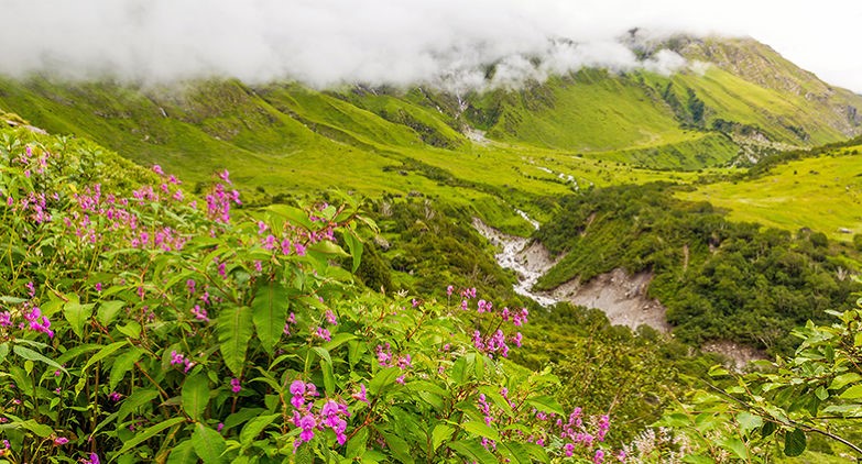 Valley of Flowers trek