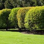 plant shrubs