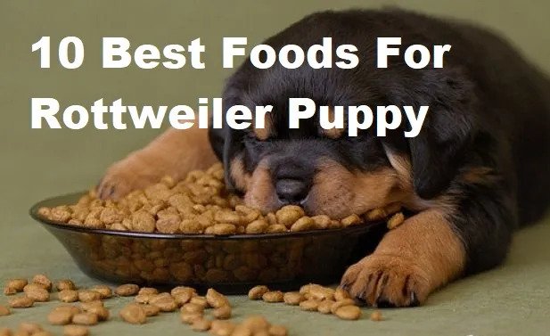 How to Choose a Dog Food That is Full of Nutritious Meat