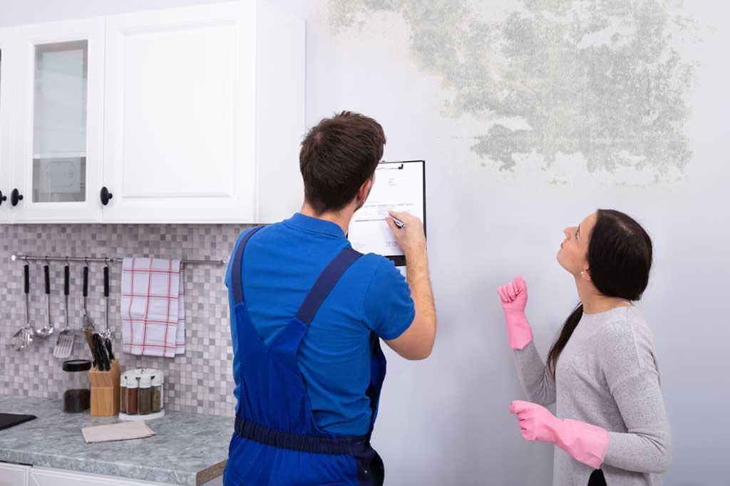 mold removal specialist