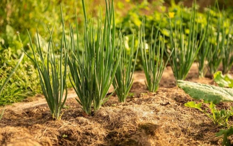 Kharif Onion Farming Business in India – A Complete Guide