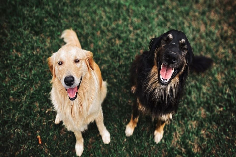 anti inflammatory remedies