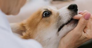 Does An Adult Need A Lawyer For A Dog Bite Claim?