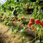 agriculture strawberry farming