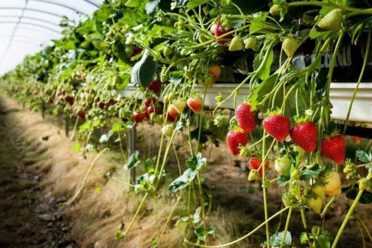 Strawberry Farming in India for Agriculture Practice