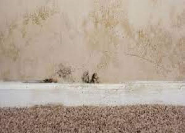 How To Treat the Rising Dampness from Walls