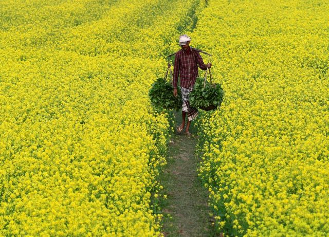 Information Related to Mustard Cultivation in India