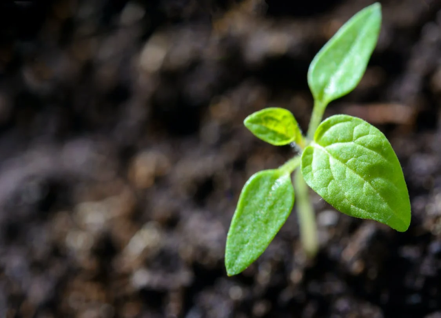 8 Things to Prepare Before Growing Your  Plants