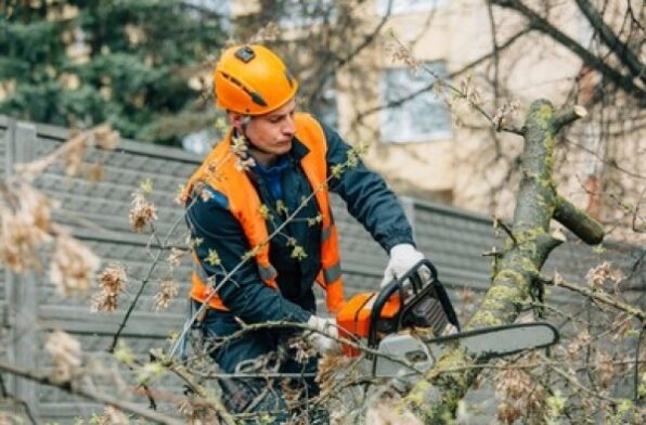 Top 5 Benefits To Hiring A Top Consulting Arborist In San Diego