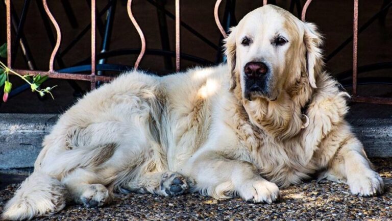 Top 5 Large Dog Breeds in the world
