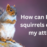 Squirrels Out Of My Attic
