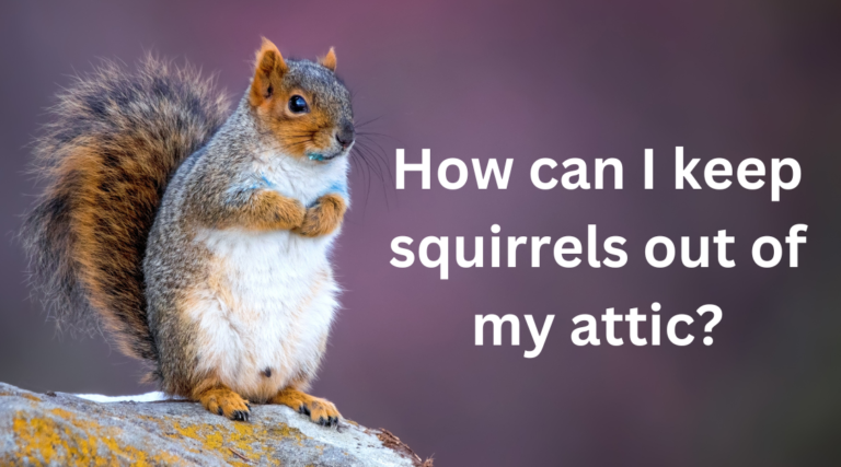 How Can I Keep Squirrels Out Of My Attic?