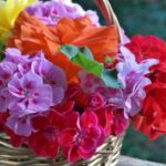 geranium flower guide