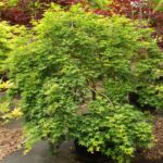 Weeping Japanese Maple