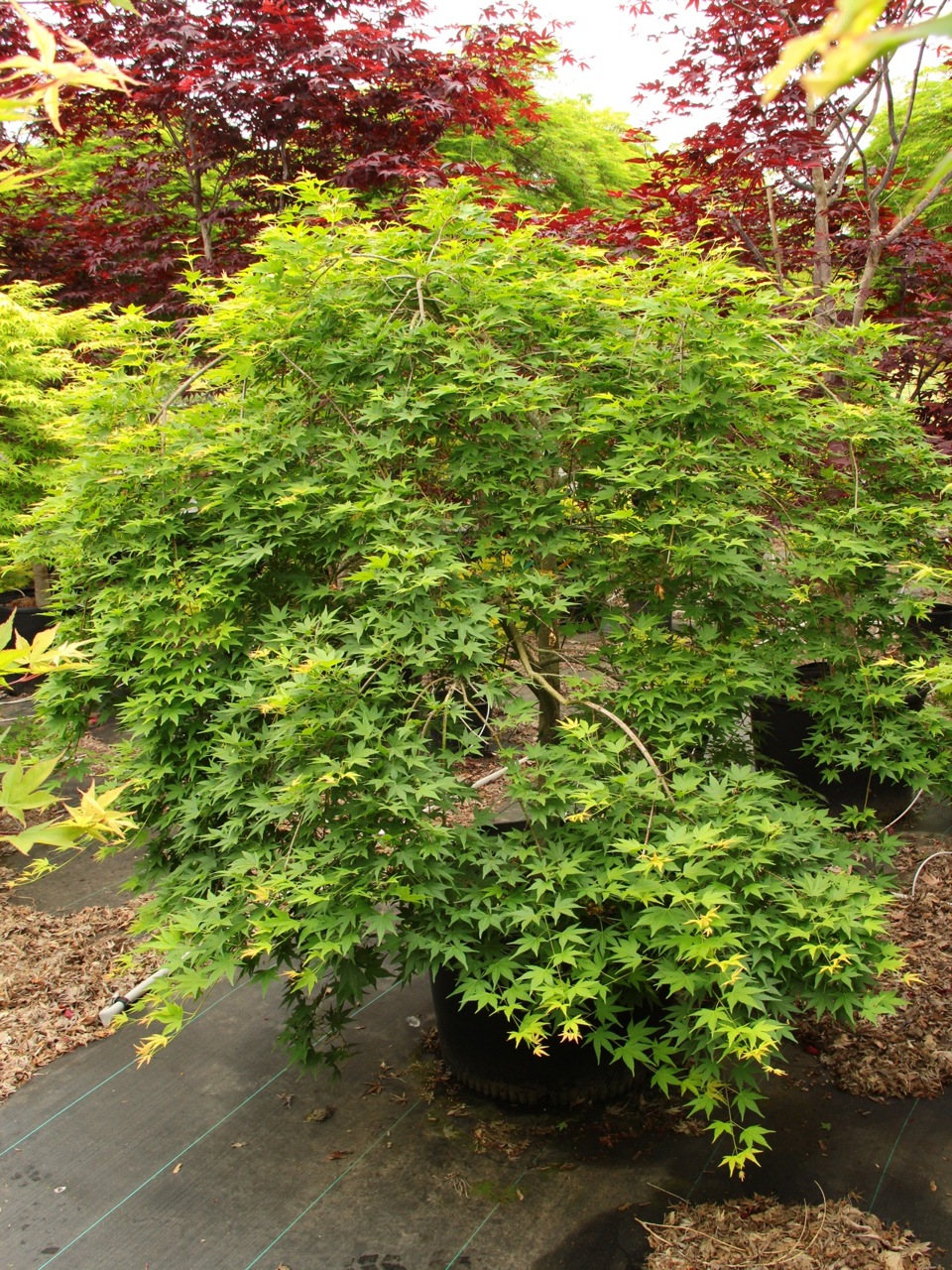 Weeping Japanese Maple