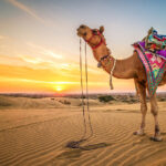 rajasthan tours